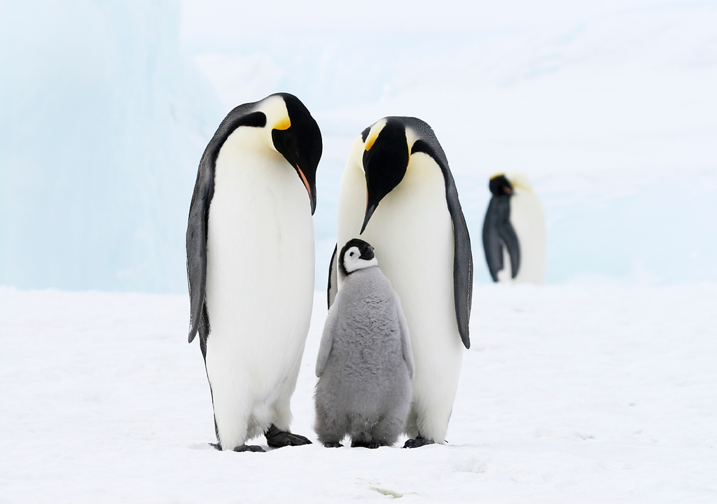pingüino emperador