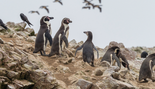 Pinguins de Humboldt em perigo: super El Ni&ntilde;o amea&ccedil;a uma col&oacute;nia no Peru que j&aacute; perdeu 80% dos seus indiv&iacute;duos