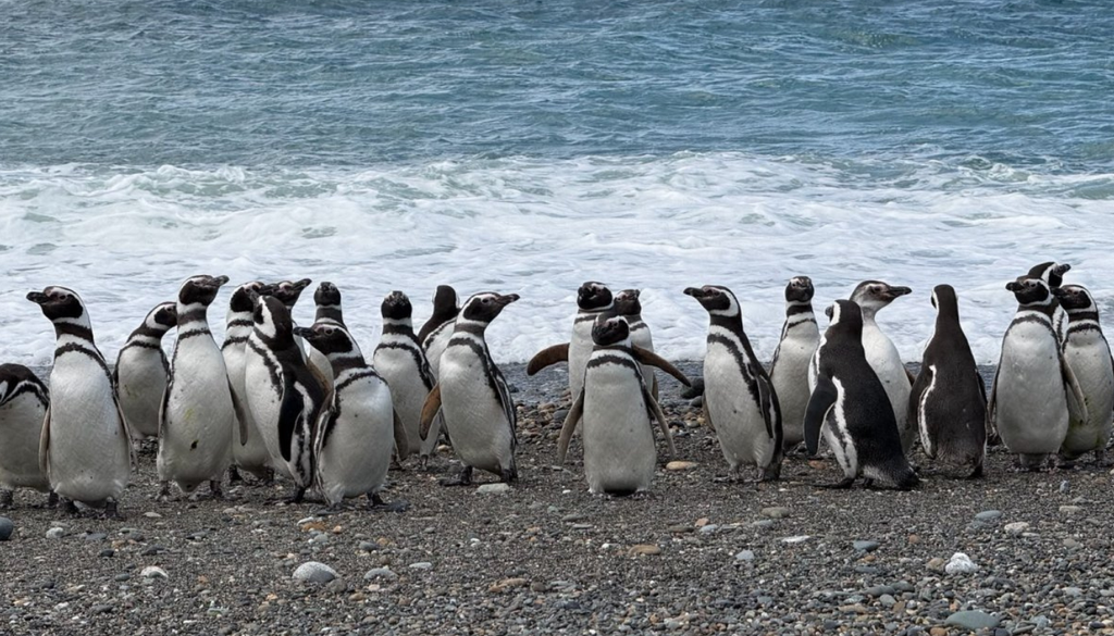 Pingüinos Magallanes El seguimiento con GPS de un grupo de pingüinos de Magallanes permitió descubrir que su área de extensión es más amplia de lo que se creía. Foto: WCS Argentina
