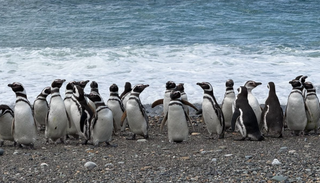 Ping&uuml;inos de Magallanes: el sorprendente mapa de sus recorridos que revela lo que ocurre m&aacute;s all&aacute; de la reserva