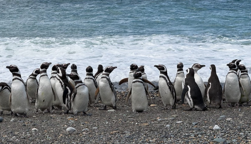 Ping&uuml;inos de Magallanes: el sorprendente mapa de sus recorridos que revela lo que ocurre m&aacute;s all&aacute; de la reserva