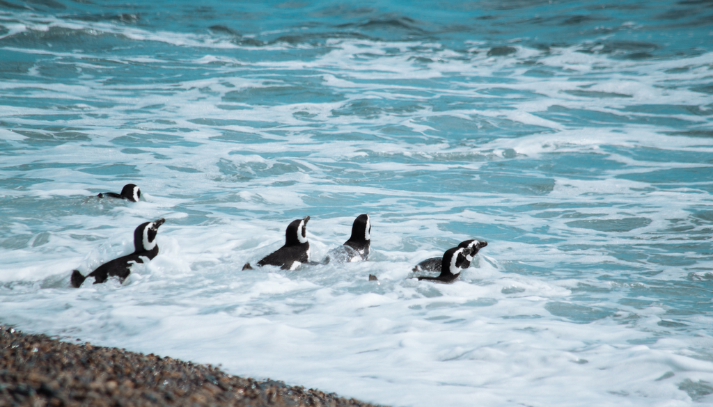 Pingüinos de Magallanes Entre diciembre y enero, los pingüinos regresan a la costa para tener a sus crías y para alimentarlas.