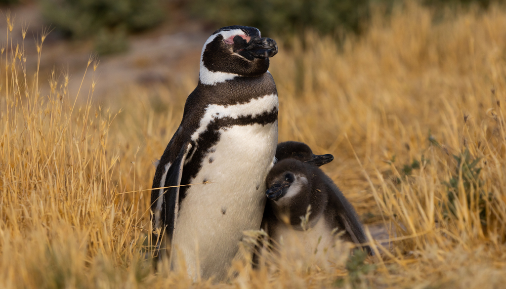 Pingüinos de Magallanes Aguas adentro, el área en que se mueven los pingüinos para buscar alimento trasciende los límites del área protegida de Cabo Vírgenes.