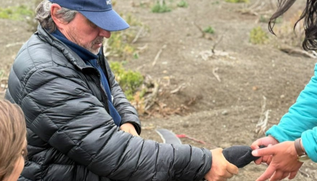 Pingüinos de Magallanes Para esta temporada se colocaron GPS a siete pingüinos de la colonia. Foto: WCS Argentina