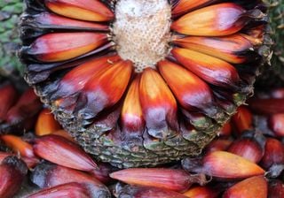Pinhão no inverno: veja 3 receitas com este alimento típico do Sul do Brasil que está ganhando mercado internacional
