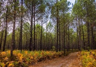 Pinheiro bravo: arderam mais de 56 mil hectares em 2025. São precisos 112 milhões para repor o potencial produtivo