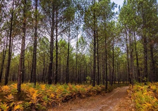 Pinheiro bravo: arderam mais de 56 mil hectares em 2025. São precisos 112 milhões para repor o potencial produtivo