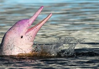 Pink dolphins populate Hong Kong waters after pandemic halts ferries