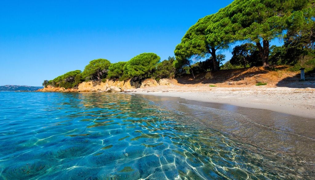 Pino marittimo e pino domestico: come distinguere i due alberi simbolo dell'estate