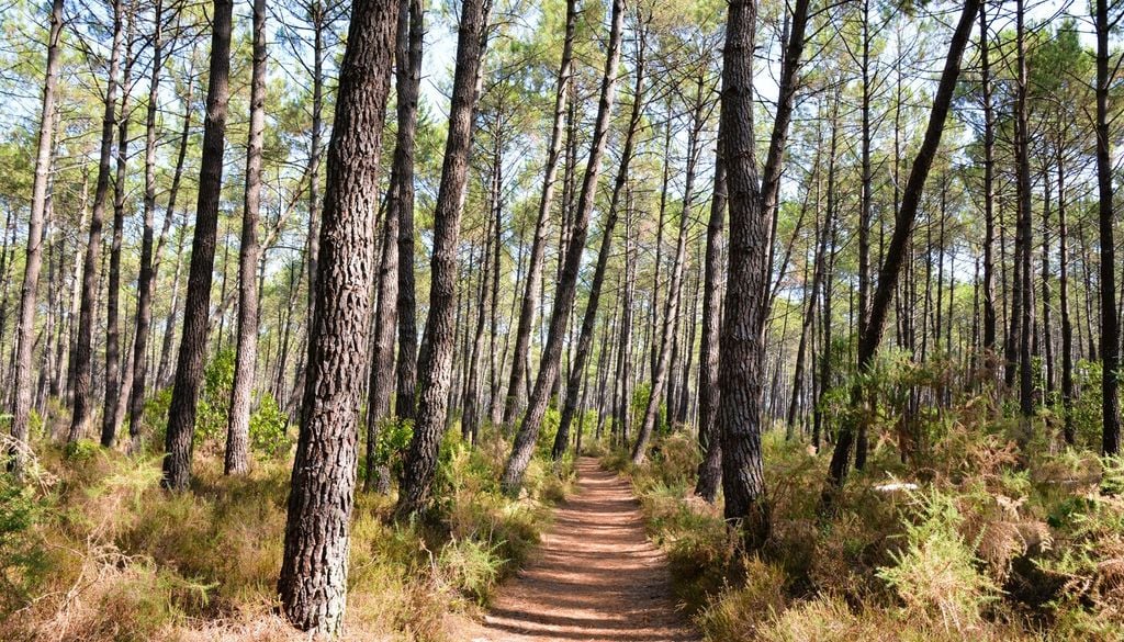 Pino marittimo: il custode delle pinete costiere
