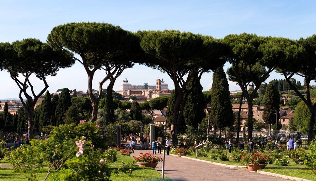 Pino domestico: l'albero dall'inconfondibile chioma a ombrello