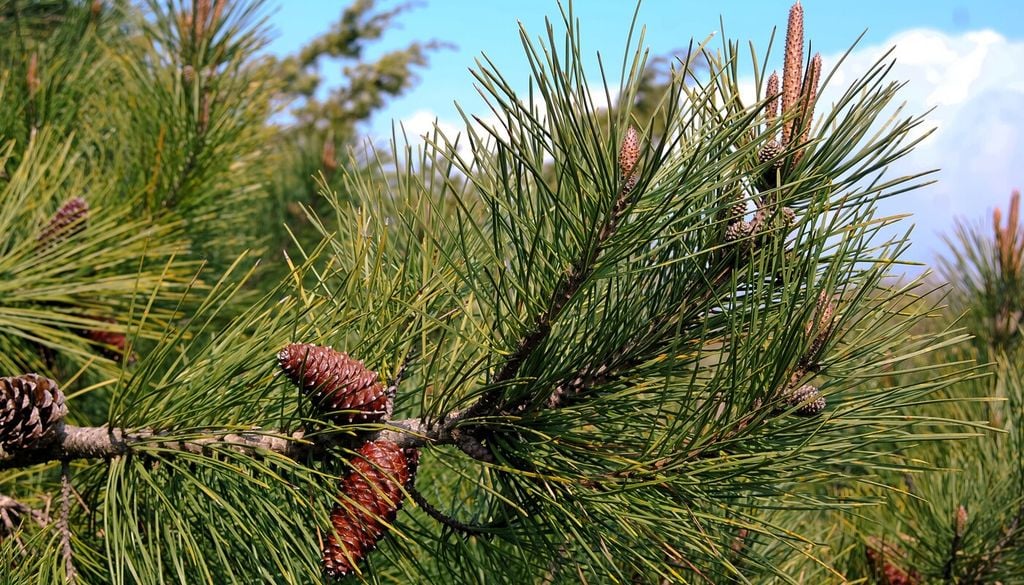 Pino marittimo (Pinus pinaster)