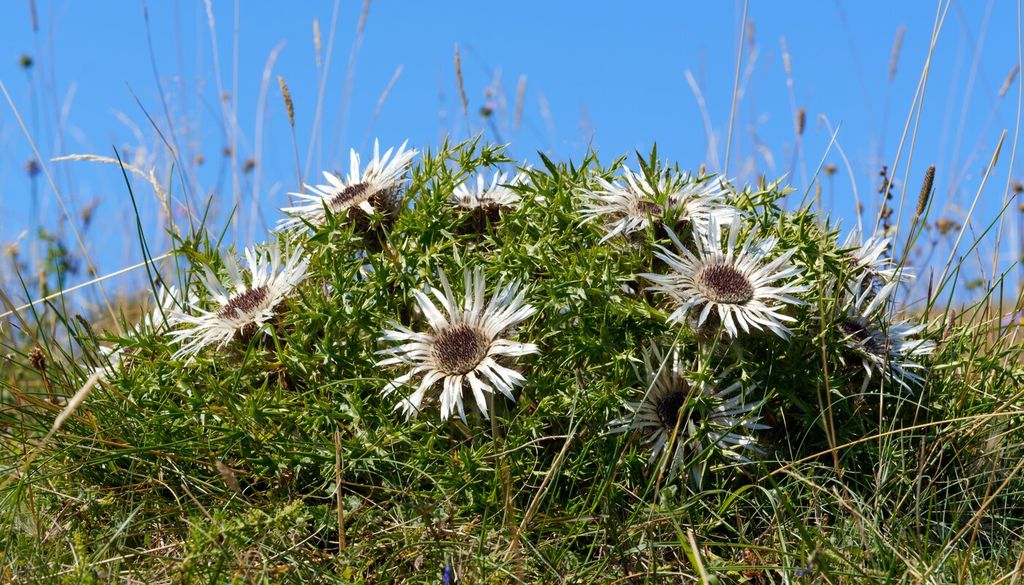 Carlina acaulis
