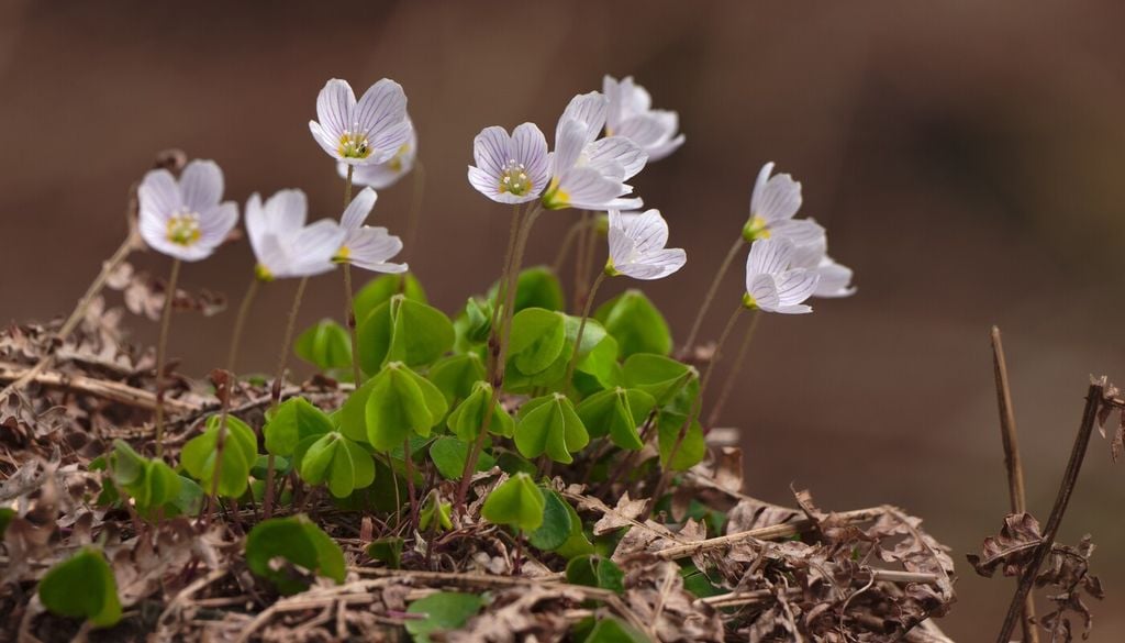 Oxalis acetosella