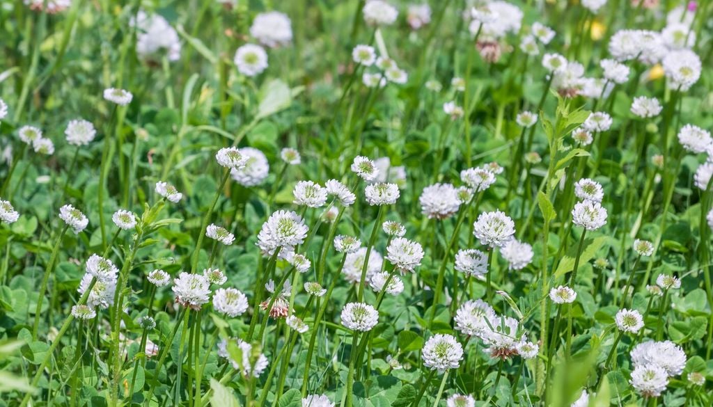 Trifolium spp.