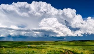 8 piante barometro che annunciano la pioggia: come riconoscerle
