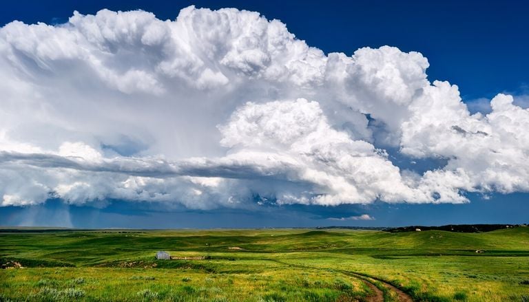 8 plantas bar&oacute;metro que anuncian lluvia: c&oacute;mo reconocerlas