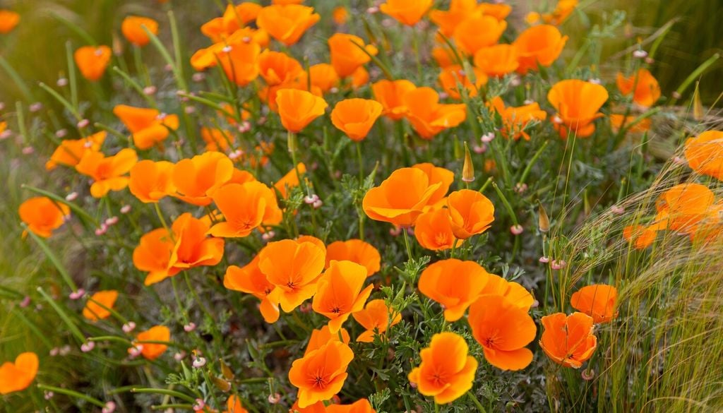 Eschscholzia californica