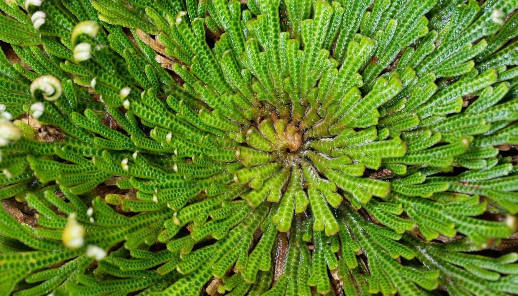 Selaginella lepidophylla in presenza di umidità e condizioni ambientali favorevoli