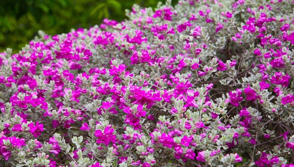 Leucophyllum frutescens