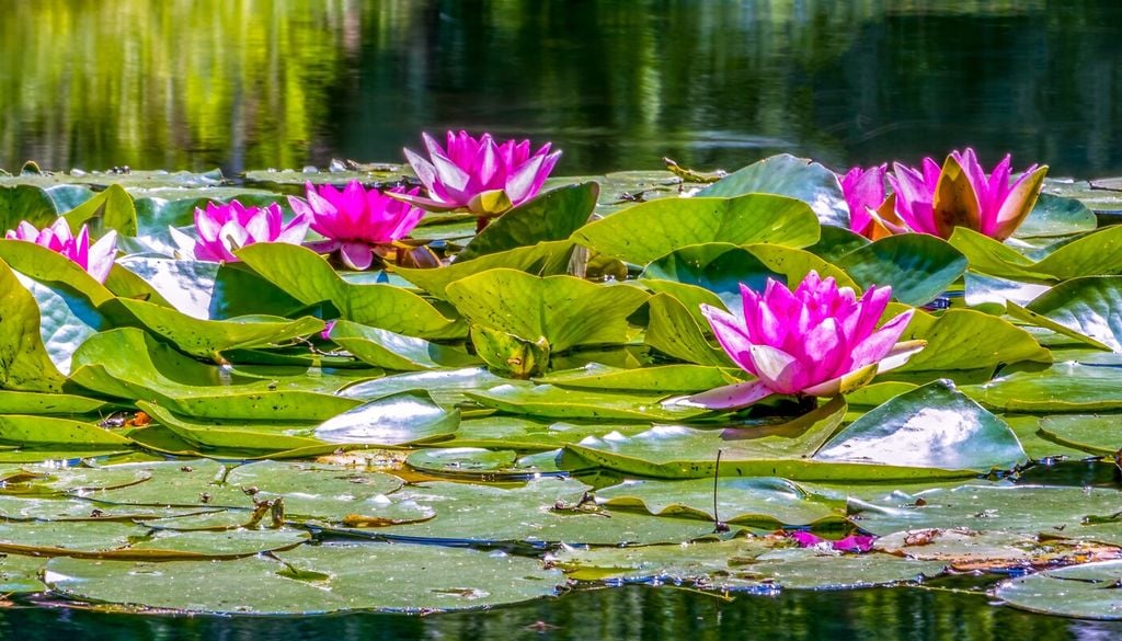 Nymphaea spp.