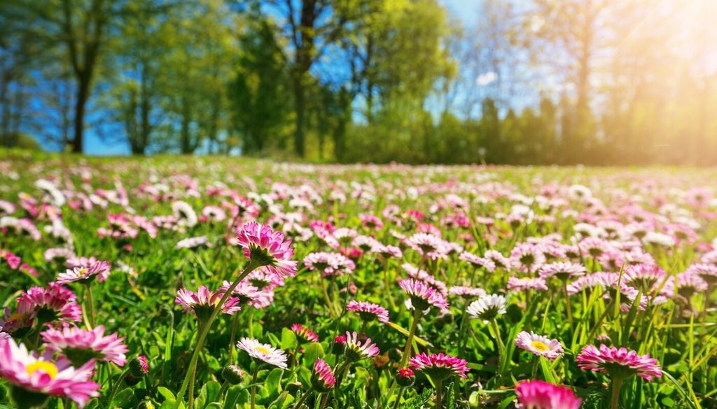 Bellis perennis