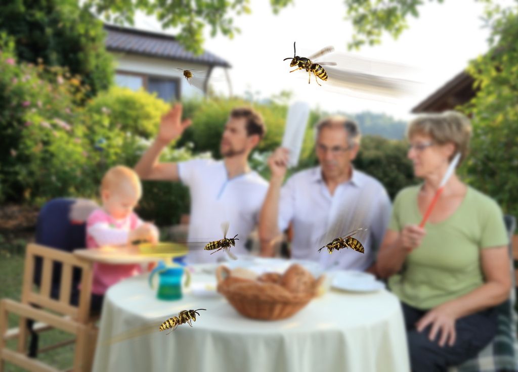 Guepe été barbecue insecte