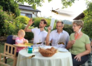 Pique-nique et barbecue : comment éloigner les guêpes naturellement ? 