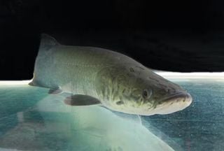 Pirarucu &eacute; classificado como esp&eacute;cie invasora fora da Amaz&ocirc;nia e gera debate no setor aqu&iacute;cola