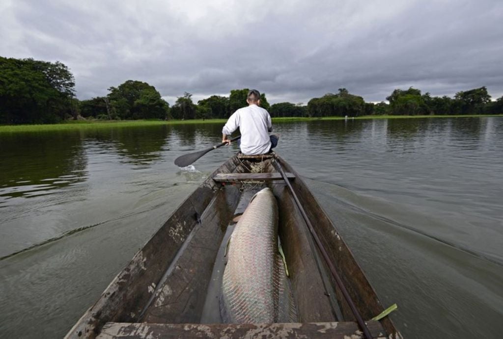 Manejo sustentável do pirarucu. Crédito: Adriano Gambarini/Asproc