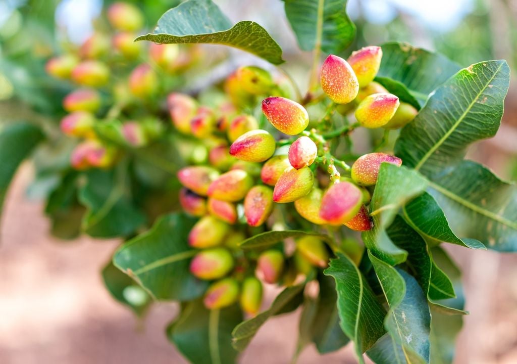 pistachia pistachia