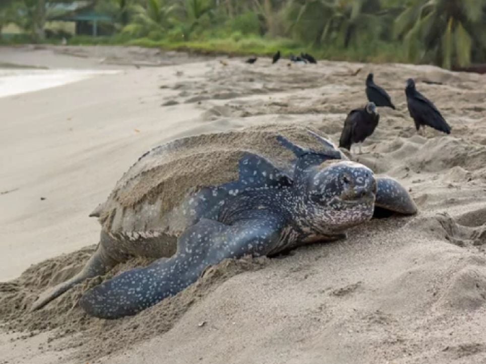 Pistas en la arena, significa muerte para las tortugas: No uses tu coche en la playa. Noticias en tiempo real