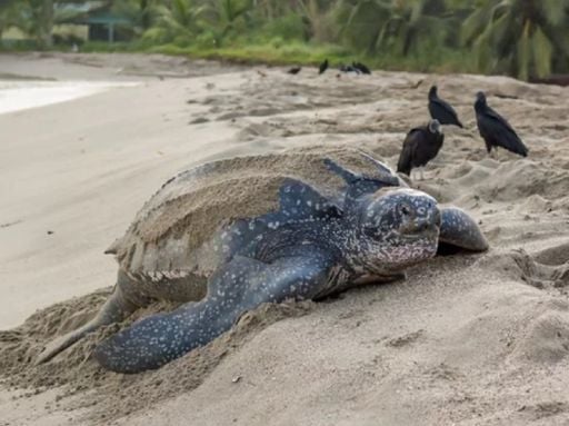 Pistas en la arena, significa muerte para las tortugas: No uses tu coche en la playa