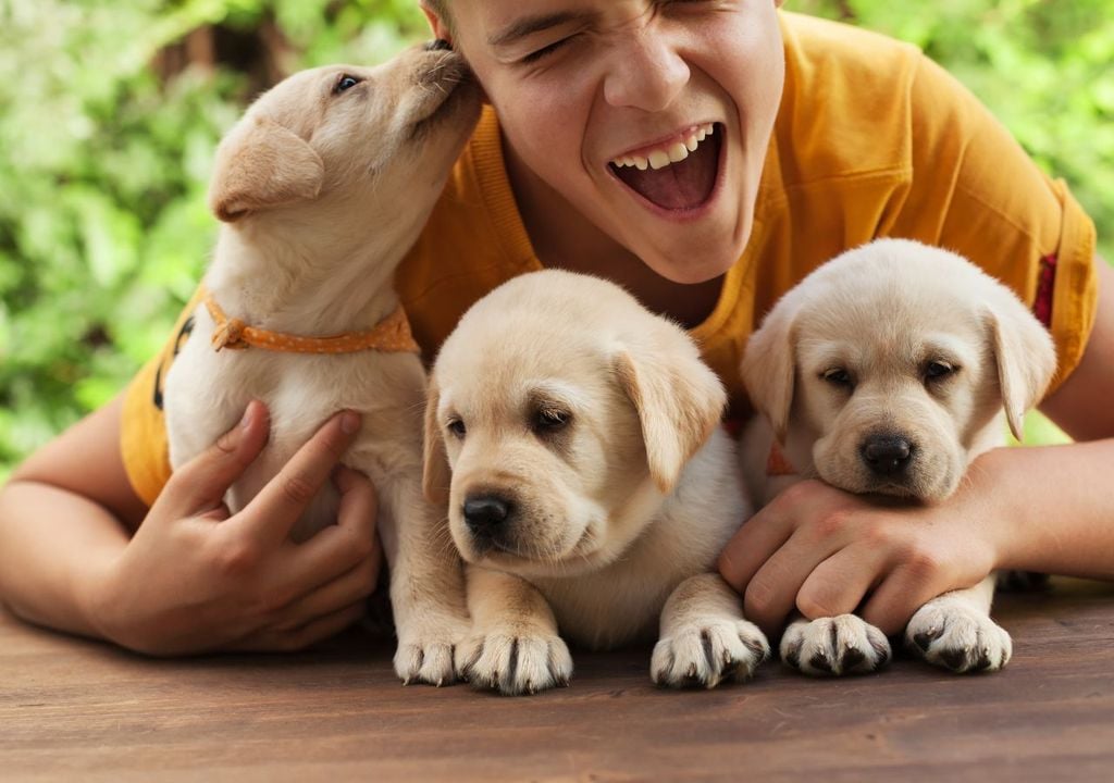 I labrador sono considerati tra i migliori compagni di gioco per i bambini