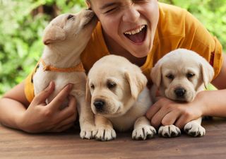 Pitbull aggressivi e volpini capricciosi? Pregiudizi e verit&agrave; scientifiche sulle razze di cane