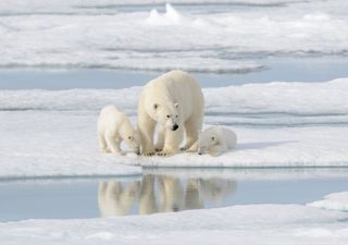 Pi&ugrave; in forma nonostante il riscaldamento globale: il paradosso degli orsi polari delle Svalbard