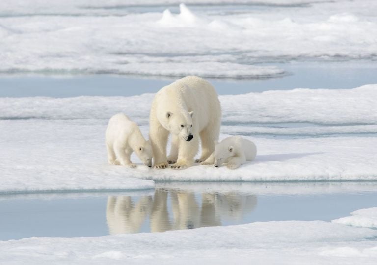 Pi&ugrave; in forma nonostante il riscaldamento globale: il paradosso degli orsi polari delle Svalbard