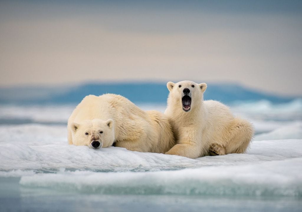 Due orsi a riposo, sorpresi dal fotografo