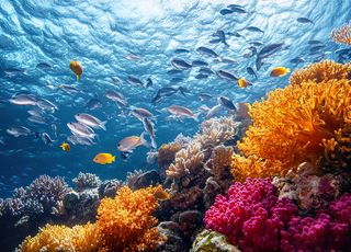 Plage : en cas de baignade, attention à ce poisson agressif et mordeur !