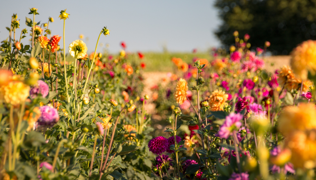 La dalia pertenece a la familia Asteraceae, la misma de los girasoles, las margaritas y las lechugas. La dalia pertenece a la familia Asteraceae, la misma de los girasoles, las margaritas y las lechugas.