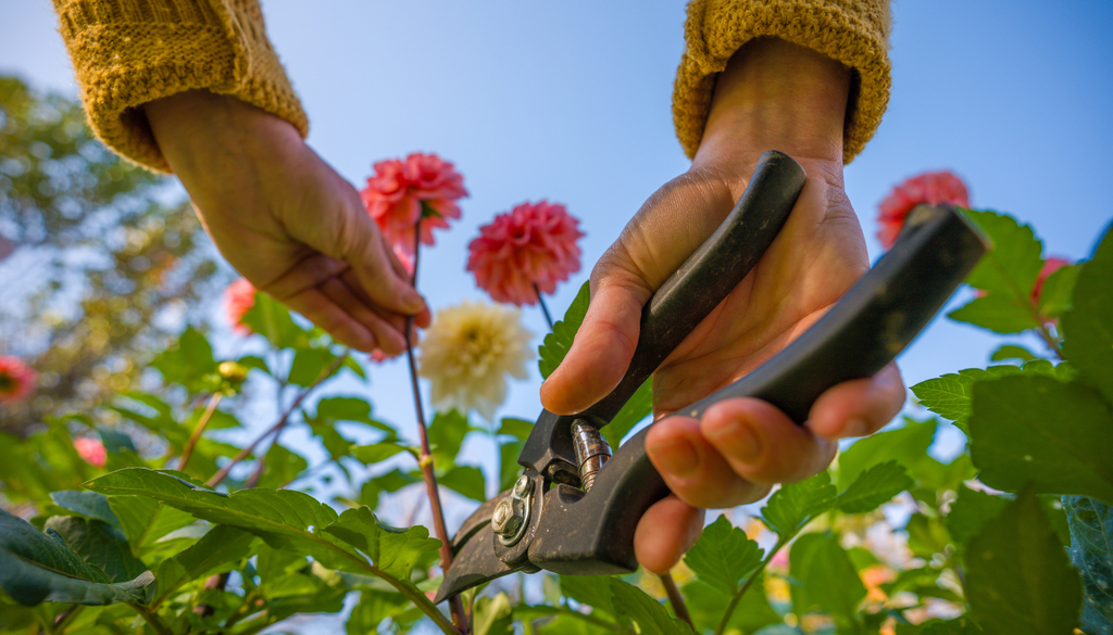 Eliminar las flores marchitas ayuda a prolongar la floración y evita que la planta destine demasiada energía a producir semillas. Eliminar las flores marchitas ayuda a prolongar la floración y evita que la planta destine demasiada energía a producir semillas.