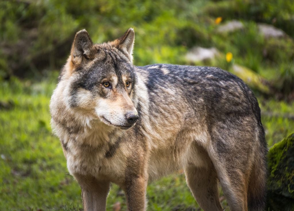 Plan loup : le gouvernement assouplit les règles de tir sur le loup/