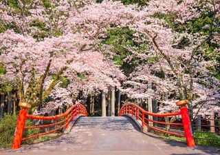 ¿Planeas un viaje a Japón? Ya se ha publicado el mapa de la floración de cerezos para 2025