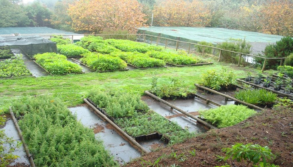 A rede de viveiros de espécies autóctones é uma medida central para atingir a meta de plantar três milhões de árvores anualmente. Foto: IFCN Madeira
