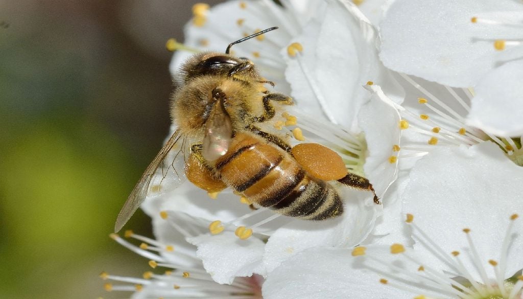 Portugal tem mais de 600 espécies de abelhas polinizadoras, sendo a abelha-do-mel (Apis mellifera L.) a mais comum. Foto: Franco Patrizia via Pixabay