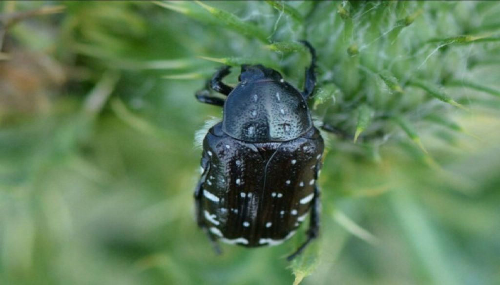 O escaravelho-das-flores é um excelente polinizador e pode ser observado em todo o território, especialmente em prados e jardins. Foto: Pixabay