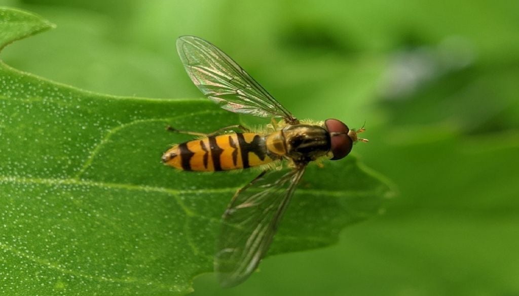 A mosca-das-flores-comum (Episyrphus balteatus) é uma das 221 espécies de sirfídeos observadas em todo o território nacional. Foto: Pixabay