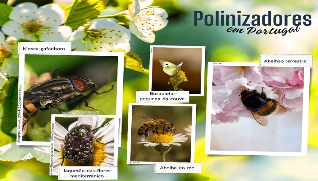 Apesar das dimensões reduzidas do território português, em comparação com outros países europeus, Portugal alberga uma elevada diversidade de polinizadores. Imagens: Canva e Creative Commons