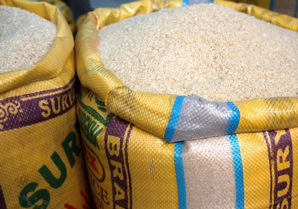 plant-diabetes-stalls-seed-development-in-genetically-modified-rice-1734460733826.jpg