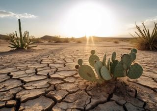 Plant spacing in arid regions could be sign of environmental decline 